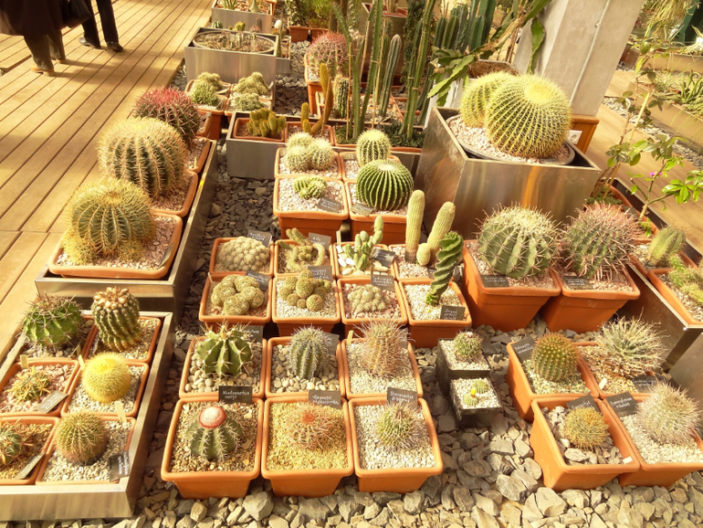 Выставка суккулентов в Аптекарском огороде