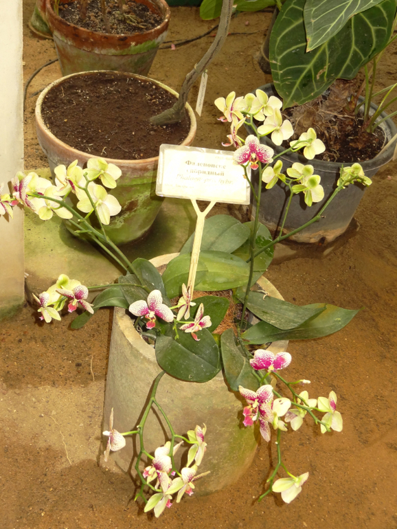 Выставка в аптекарском огороде