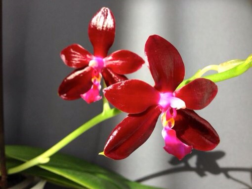 И вот, что еще нашла, практически все это можно приобрести.