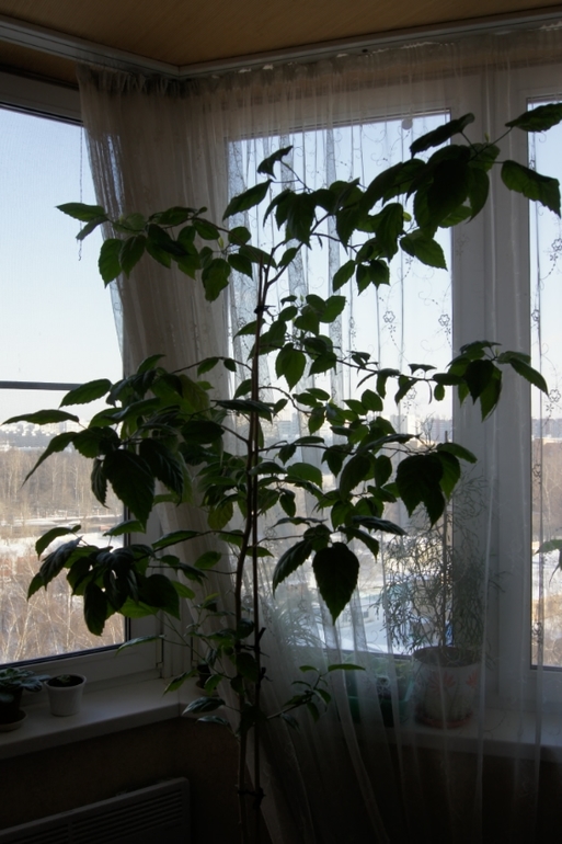 Мои гибискусы