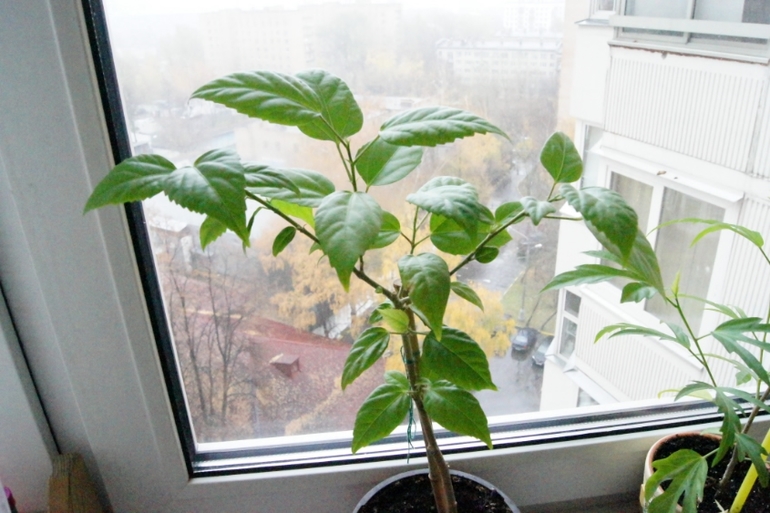 Мои гибискусы