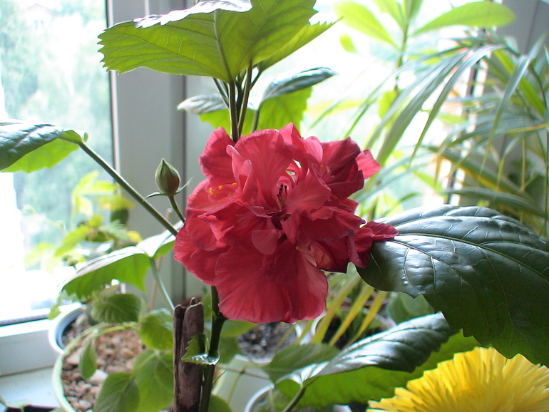 Мои гибискусы