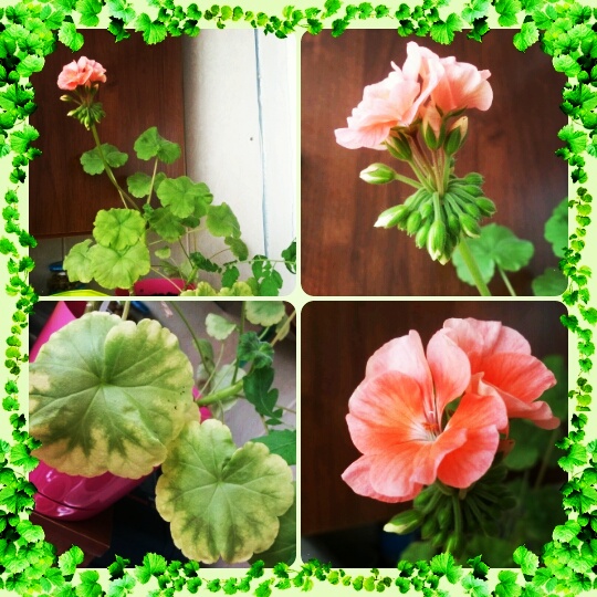 вот так зацвела моя геранька...