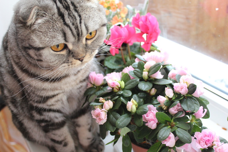 Блокнотики