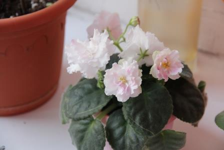 Весенее настроение