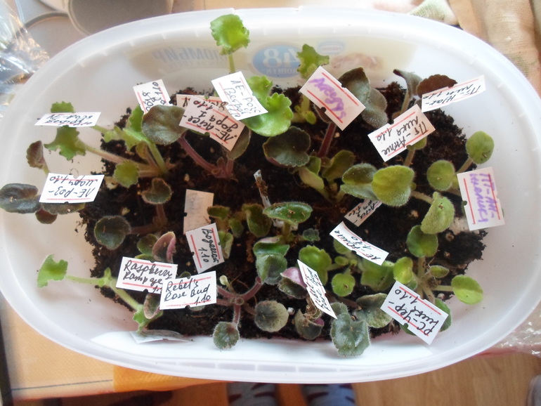 Детки фиалок