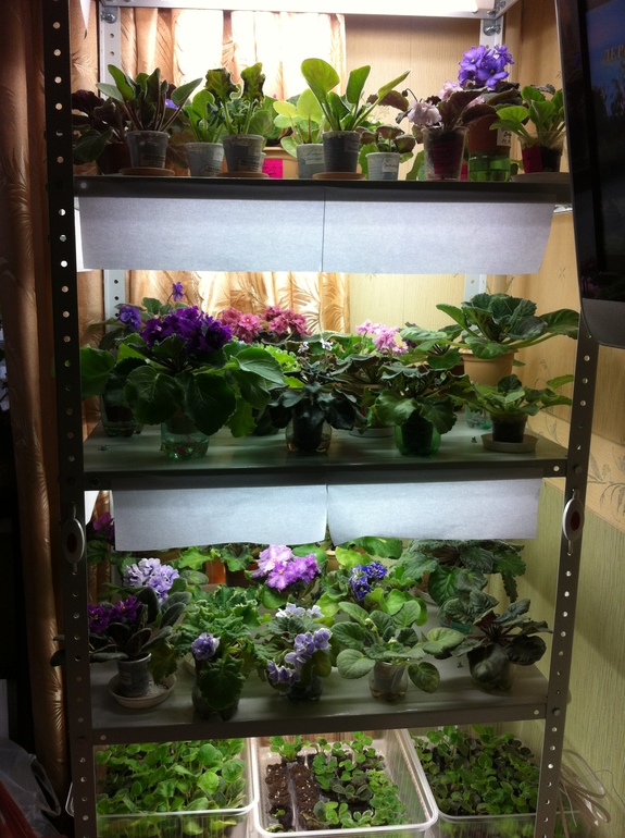 Детки фиалок