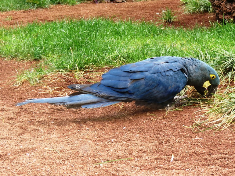 Loro Parque Tenerife (Лоро-парк Тенерифе)