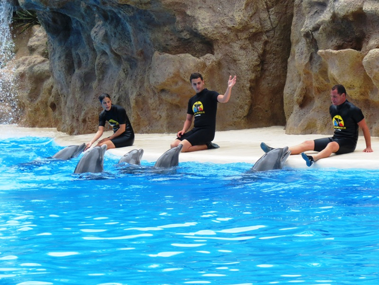 Loro Parque Tenerife (Лоро-парк Тенерифе)