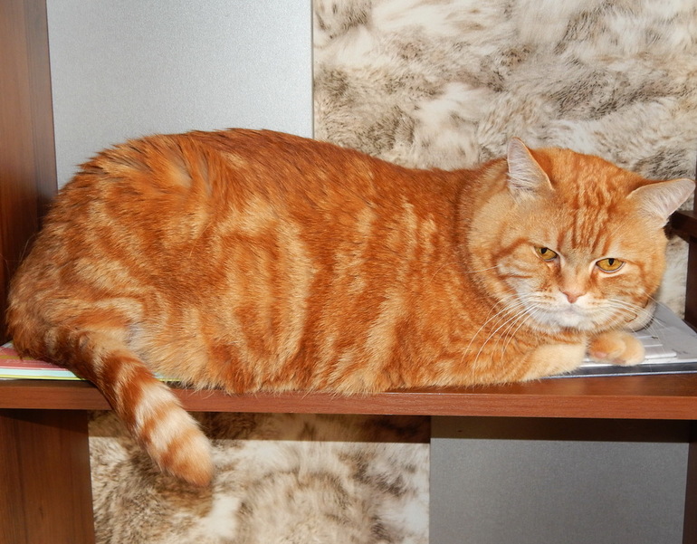 Вот такая у нас идиллия :)