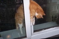 Памятка по уходу и кормлению котёнка ©