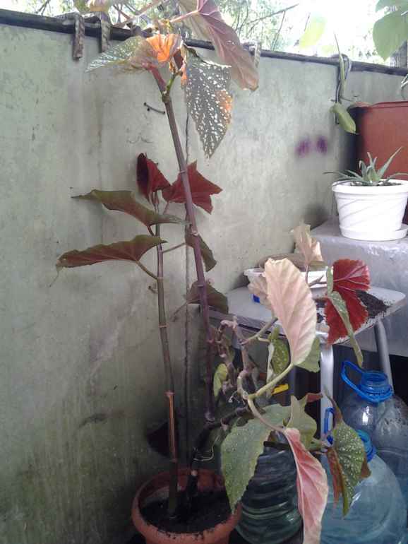 Что за цветик?