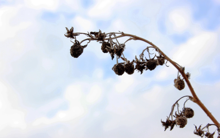 Д/З - Эпизод второй. Композиция. Правило третей.