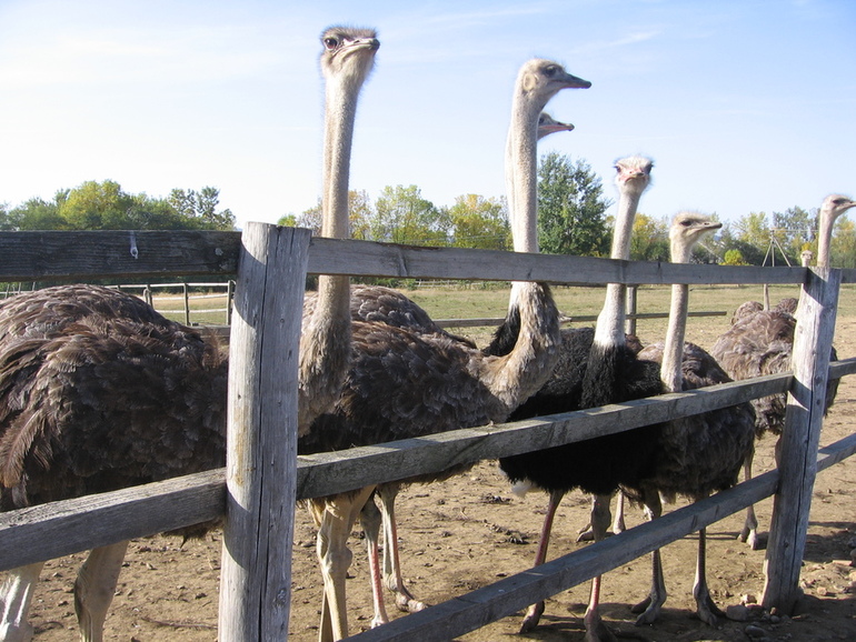 Мой любимый город в солнечнем Закарпатье
