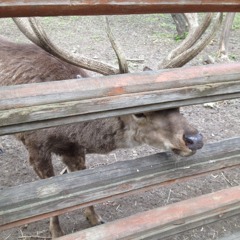 3 мая. Мини зоопарк Золотые ключи