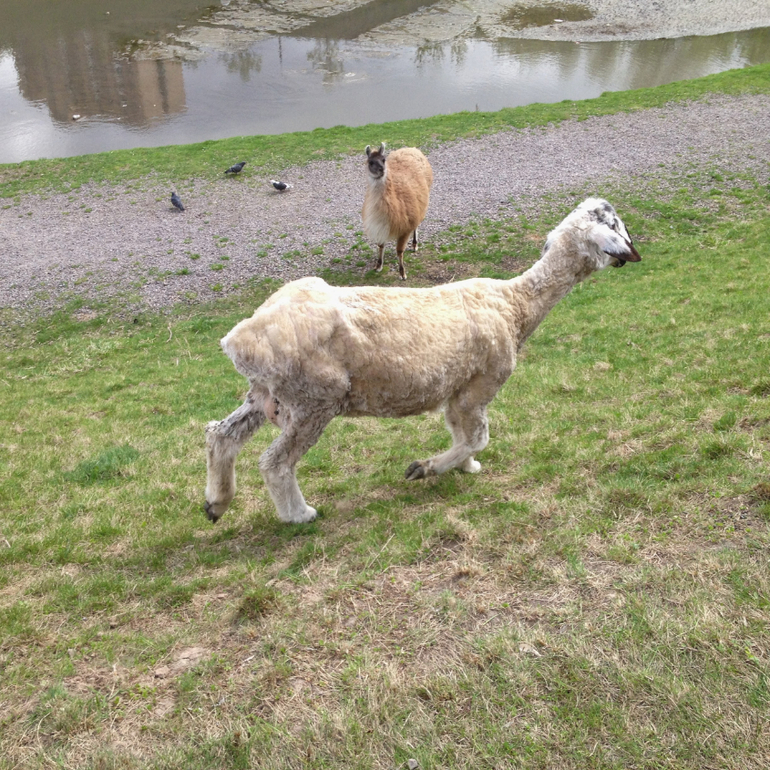 3 мая. Мини зоопарк Золотые ключи