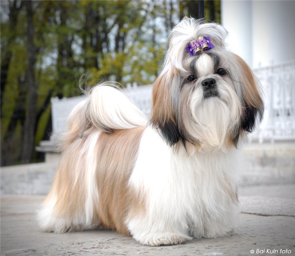 думаем над породой