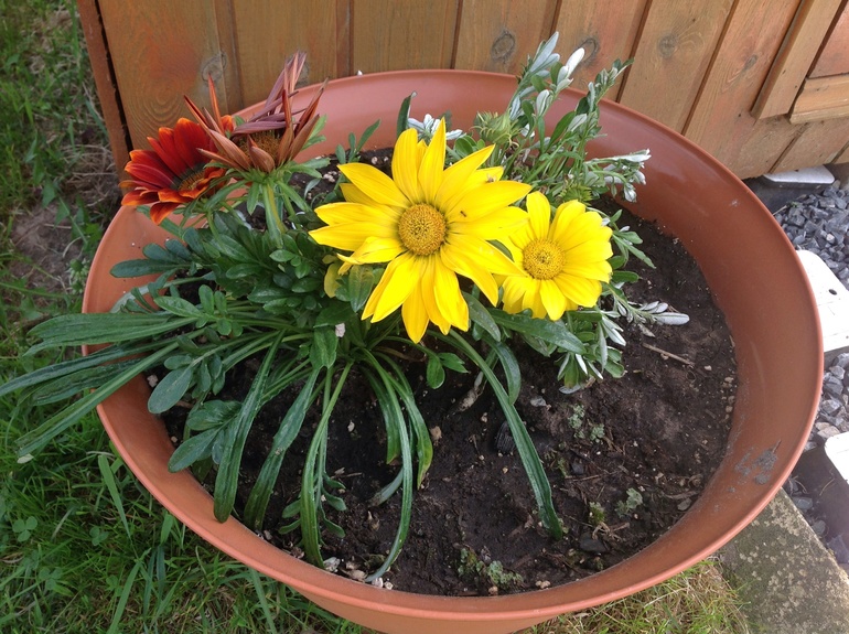 Новые однолетники