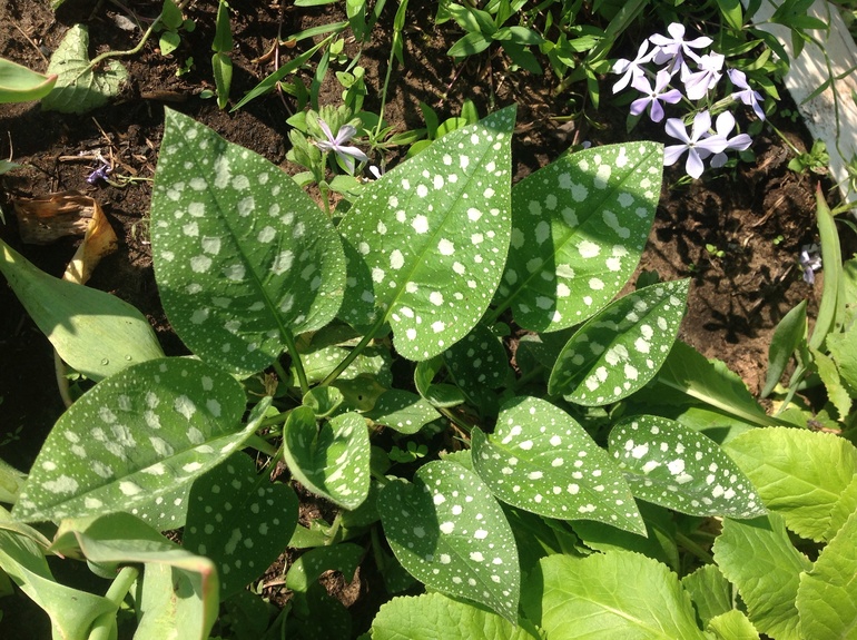 Еще мои цветочки...