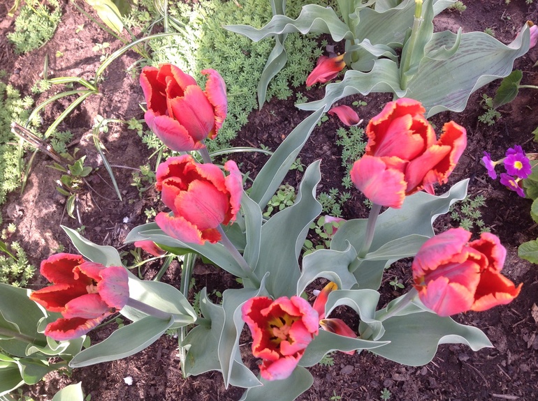 Хвалюсь тем, что выросло...