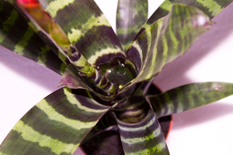 Вриезия (фрезия) блестящая