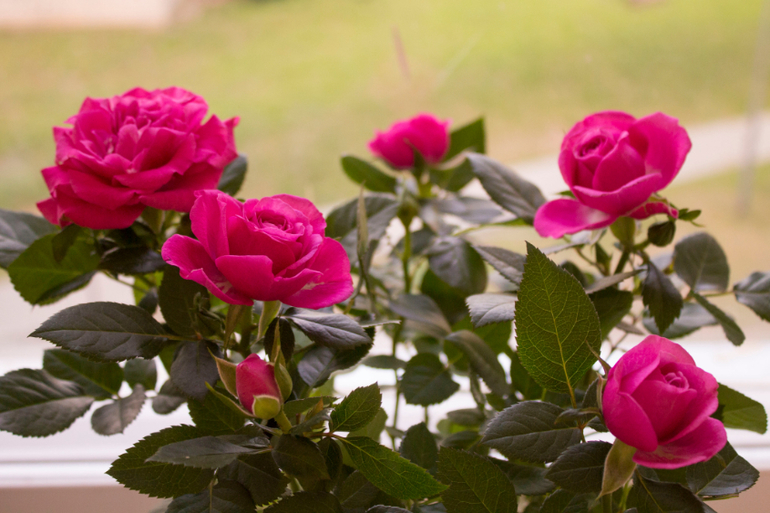 Хвастаюсь)))