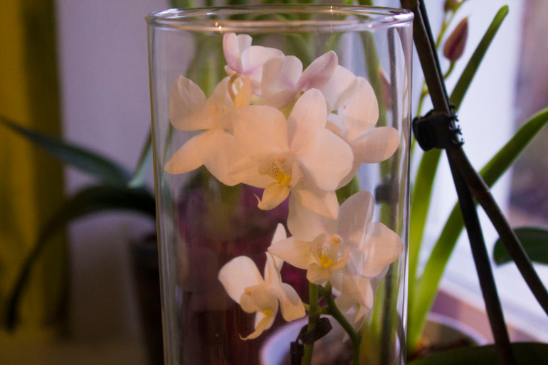 Большоооой цветопост!!!