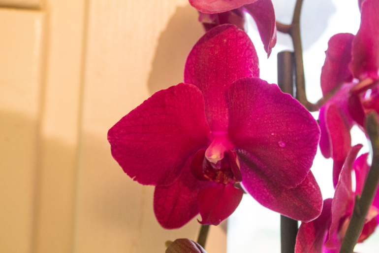 Большоооой цветопост!!!