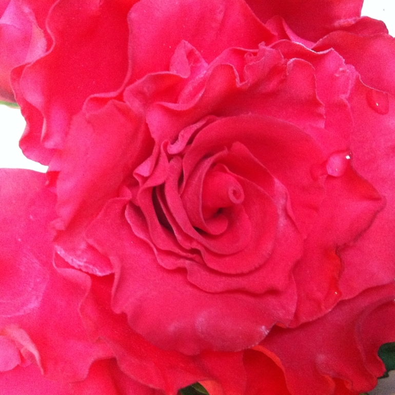 Садовые розы