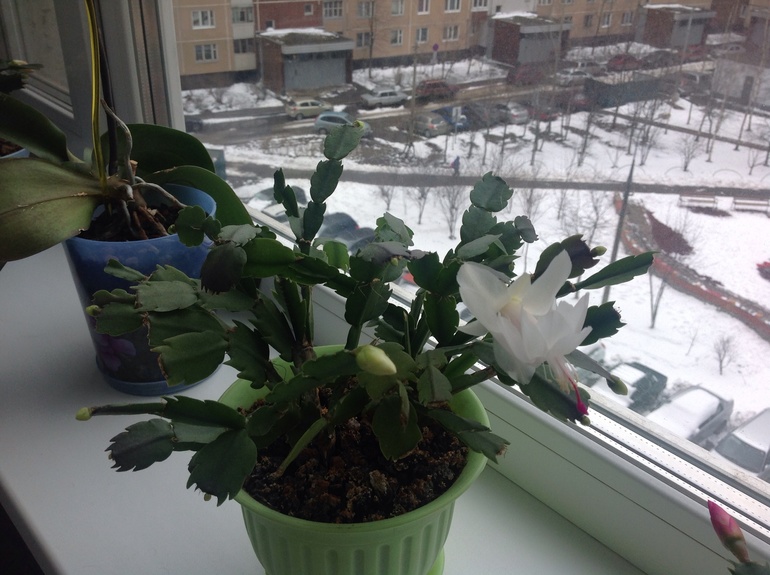 Моя красота цветет.