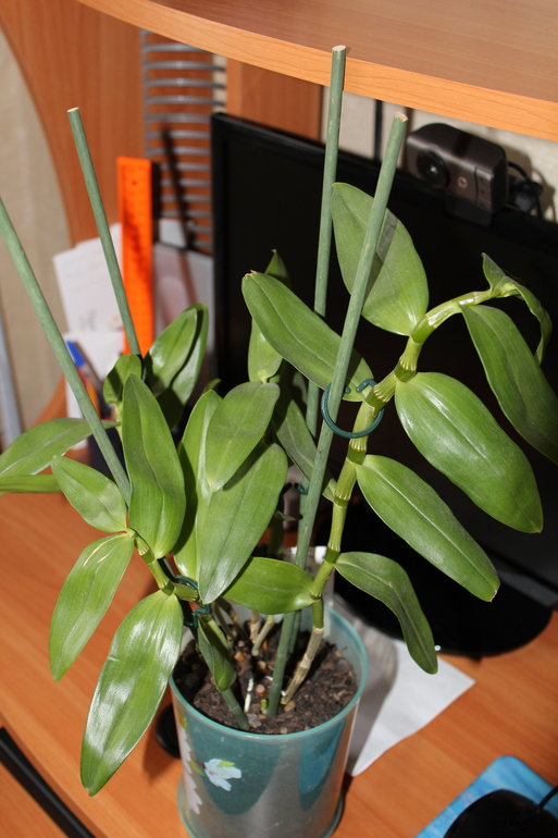 Помогите, Не Цветет