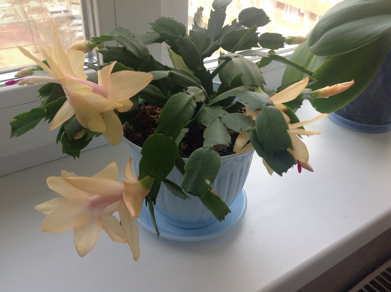 Моя красота цветет.