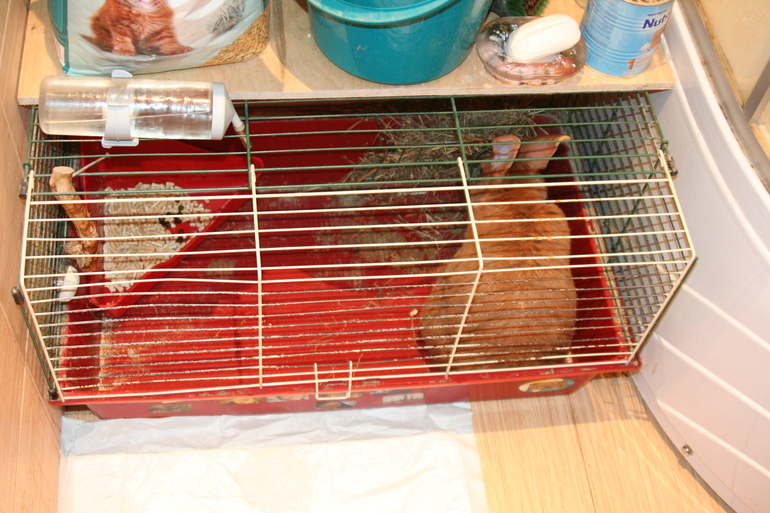 Отдам кролика