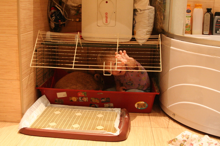 Отдам кролика