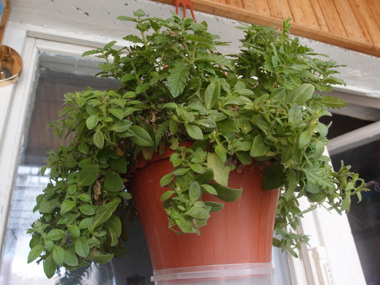 Как называется этот цветок?