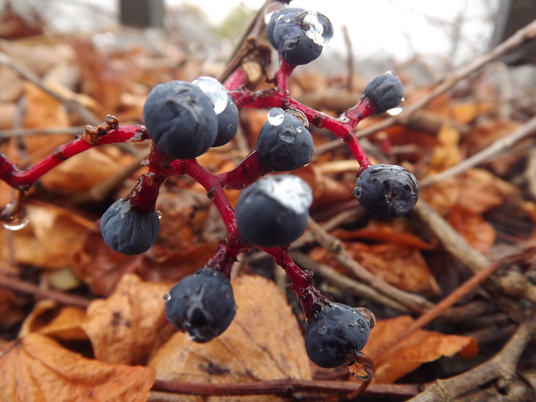 День рождения