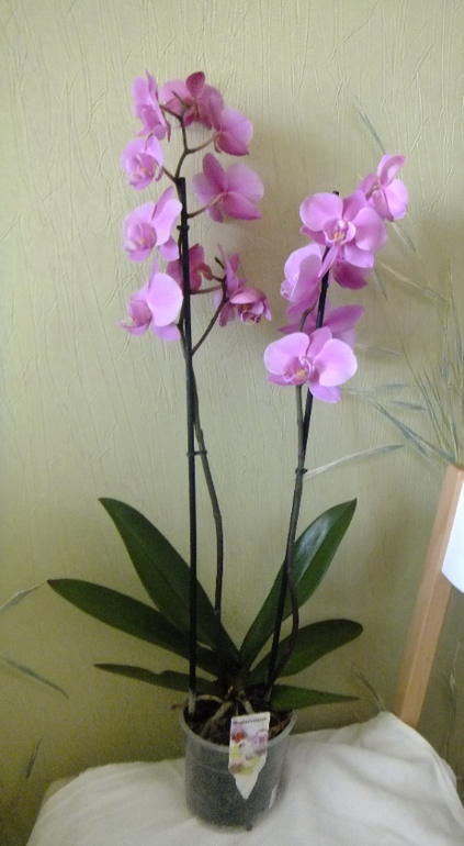 Моя первая орхидея