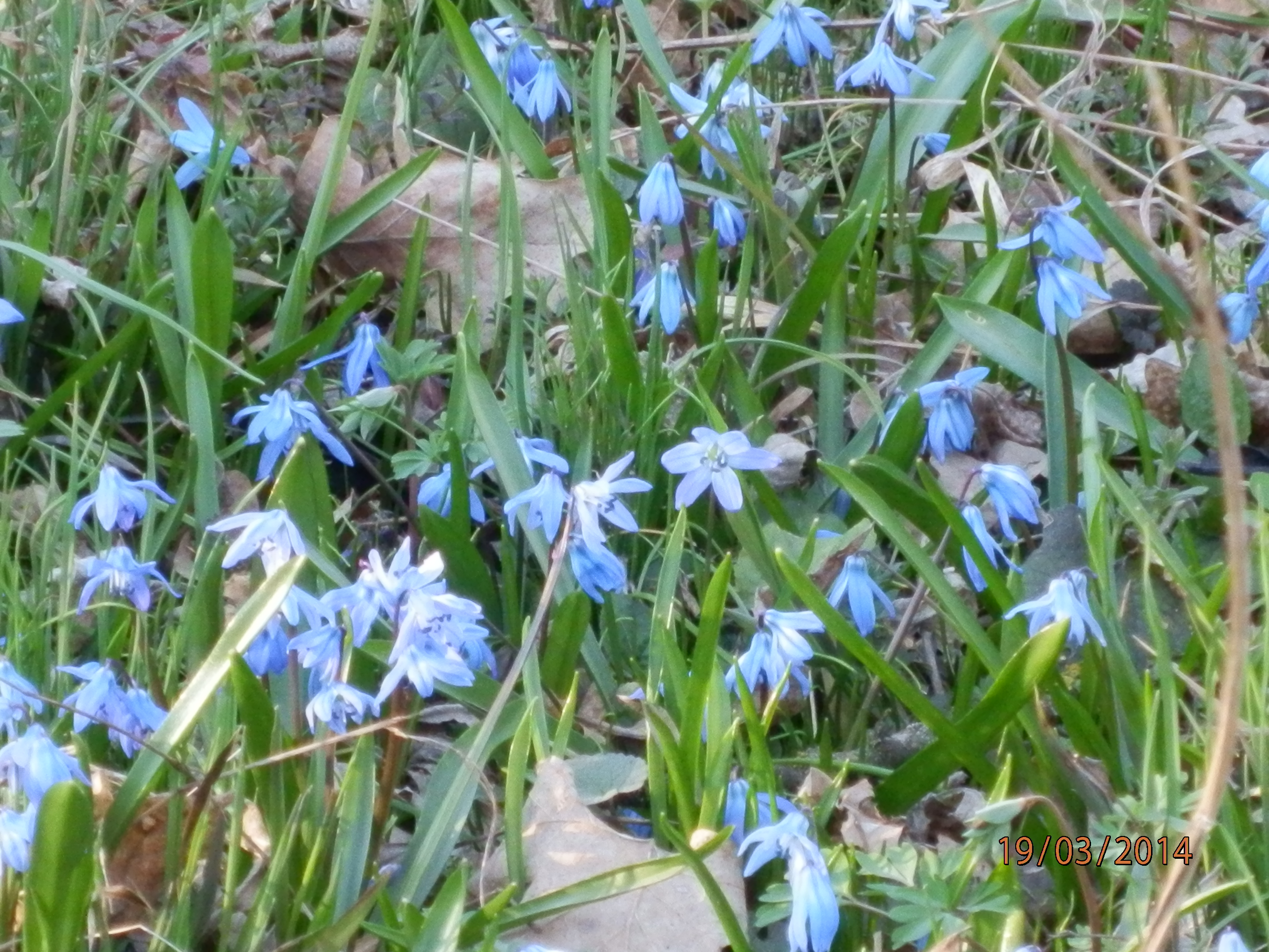 Весна-красна