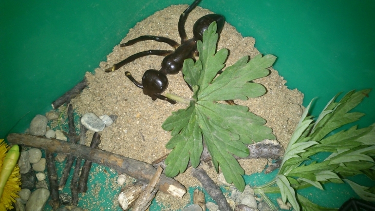 Еще немного про насекомых. Игры и творчество.