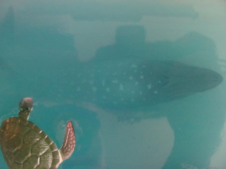 ТН Морские обитатели.