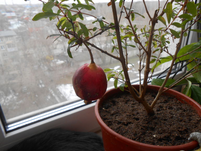 Мои любимые чувствуют весну)))