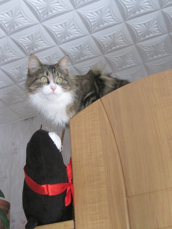 Кнопочка учит котиков жизни