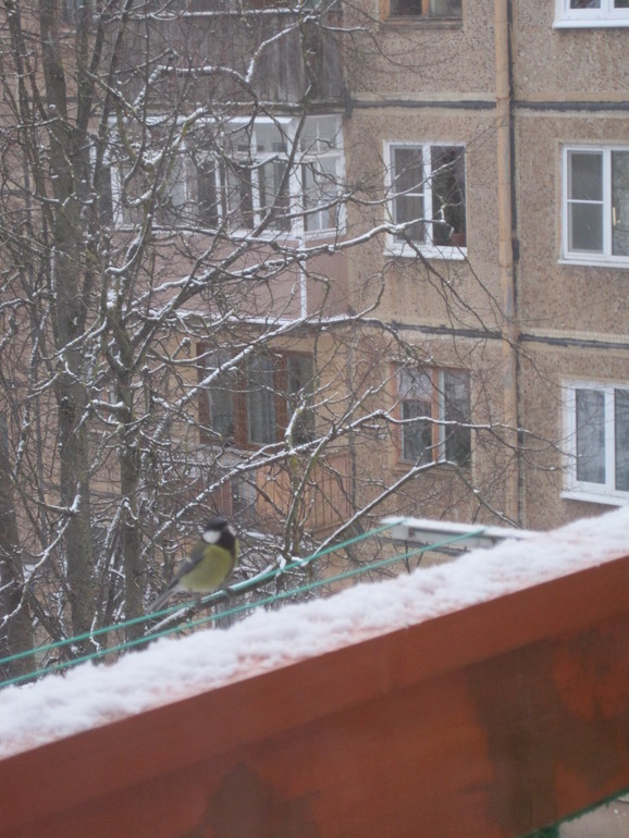 Первый снег