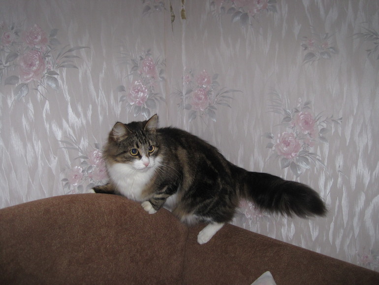 Церковь Покрова с Нового Торгу