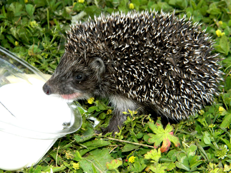 Ёжик...