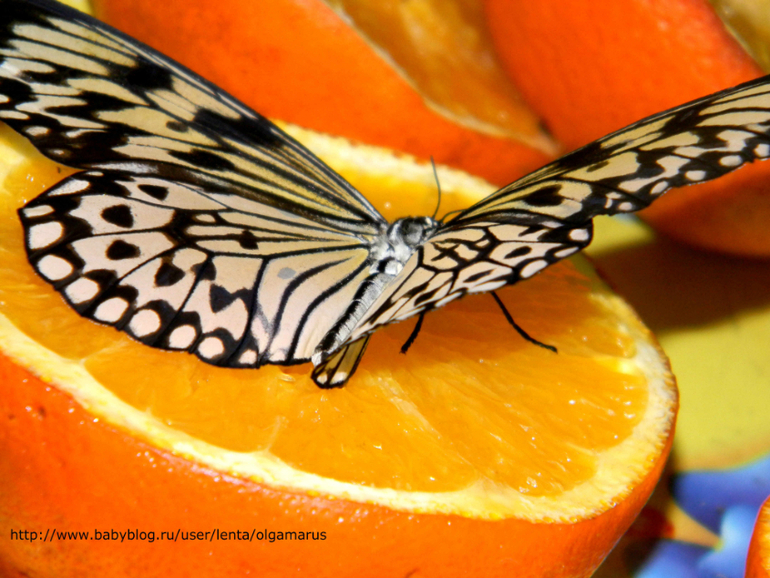 бабочки