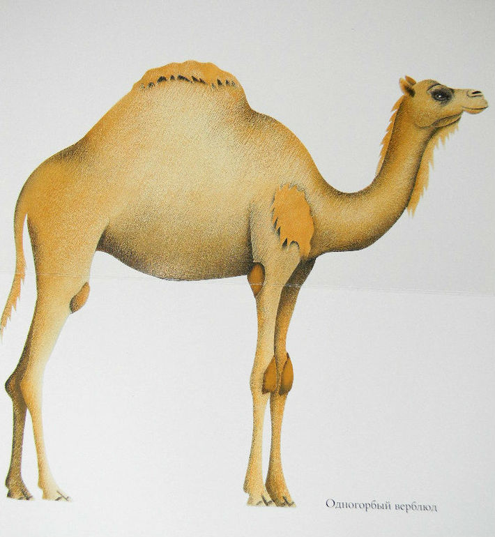 ЖИНЕВОТЫ -мой отзыв о книге...