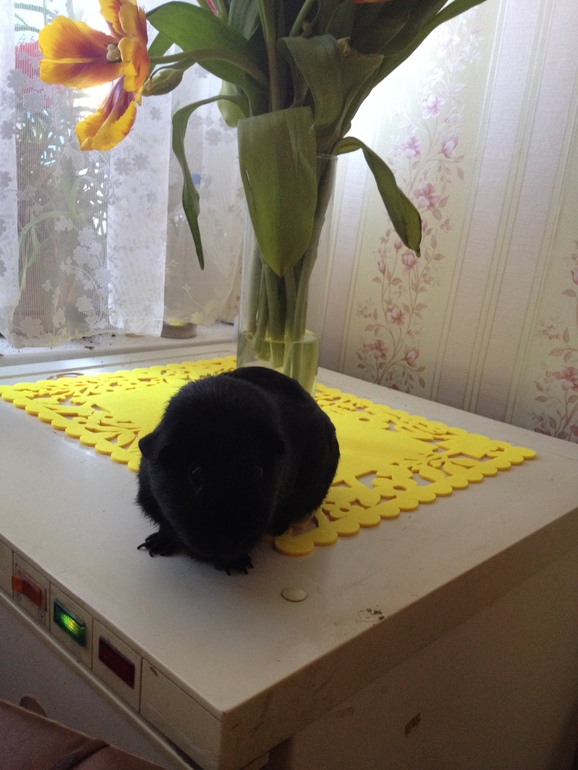 А любите ли вы свинок, как люблю их я? Хрумка.