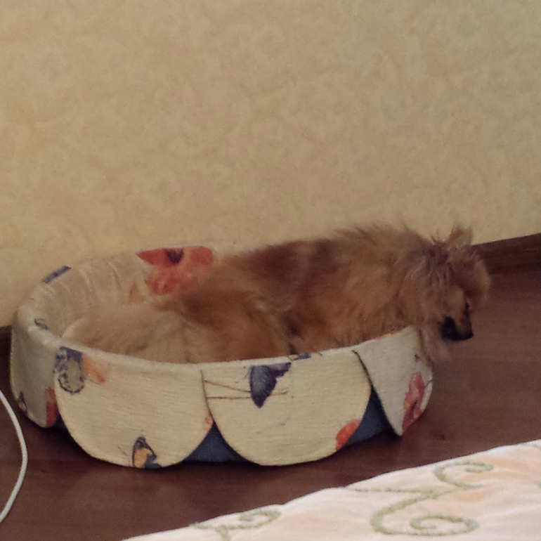 Депрессия у собаки