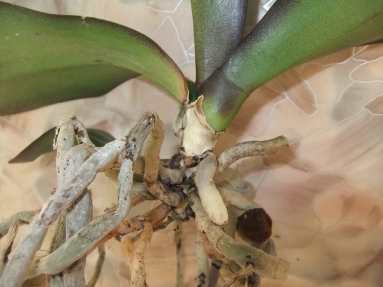 Орхидейка теряет листья(